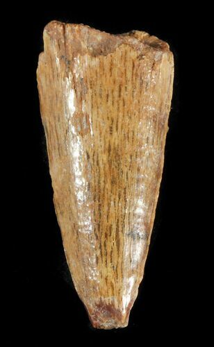 Bargain, Timurlengia (Tyrannosaur) Tooth - Uzbekistan #48031